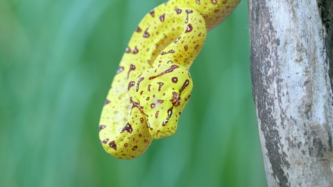 Juvenile Green Tree Python in tree flicking tongue