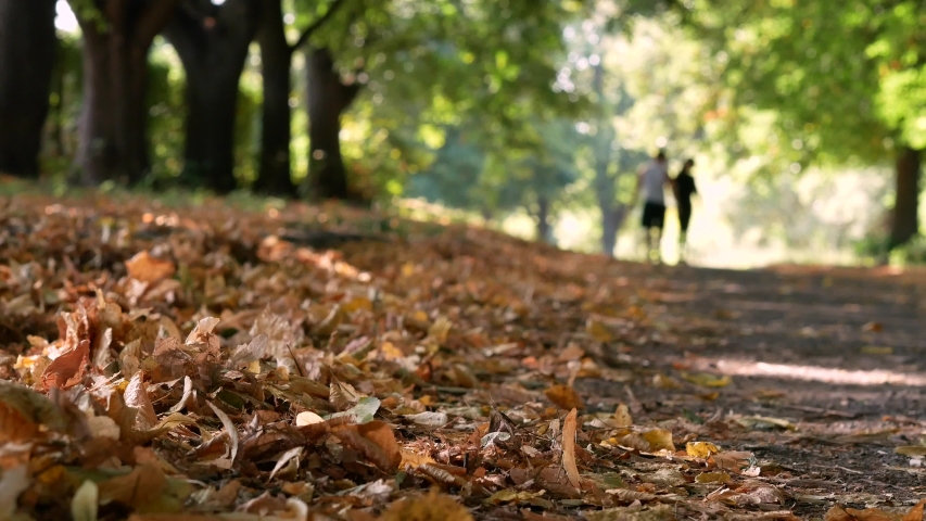 People walking in autumn park. Fall leaves under their feet. Graceful woman wear white snickers. Golden autumn concept 4k
