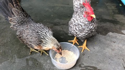 Two Bantam are walking Enjoy food Is a small animal that is popular in the house