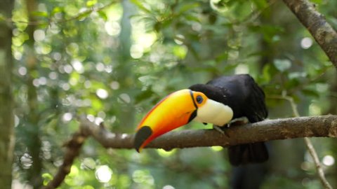 Keel Billed Toucan Ramphastos Sulfuratus Sitting Stockvideos Filmmaterial 100 Lizenzfrei Shutterstock