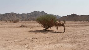 Video of Camel eating from a tree in the desert