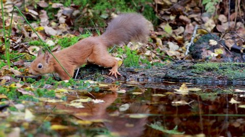 Red squirrel, Sciurus vulgaris, double clear reflection besides a pool/pond within a birch and pine forest in Scotland during the orange colour of leaves during autumn/fall.