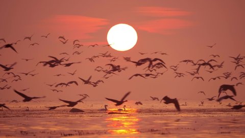 A large flock of geese as well as other birds take off and land against a large morning sun and an orange fiery sky at sunrise. Location: Osterlen, southern Sweden.