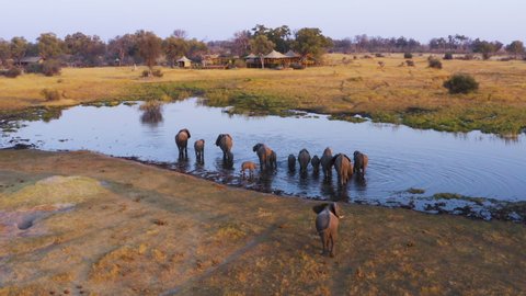 Aerial zoom in view of a breeding herd of elephants drinking at a waterhole in front of Tuludi Safari Camp, Okavango Delta, Botswana