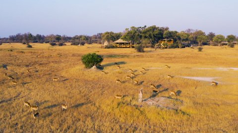 Aerial view of a herd of Lechwe grazing in front of Tuludi Safari Camp, Okavango Delta, Botswana
