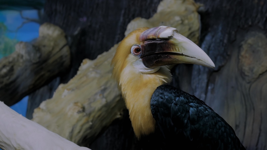 Portrait of exotic bird hornbill with big beak looking around - close up view. Animal and wildlife concept