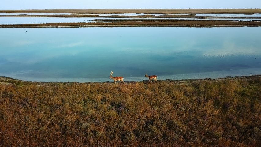 couple sika deers on the lakeshore in autumn, aerial view of deers in the autumn steppe, sika deers in the autumn steppe, Herd of deer in autumn steppe aerial, aerial view of deers in the wild