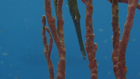 Close up of Trumpetfish in coral reef of the Caribbean Sea around Curacao