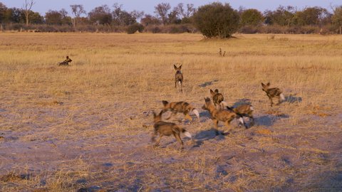 Pack of African wild dog with young pups watching buffalo and zebra grazing in the Okavango Delta, Botswana