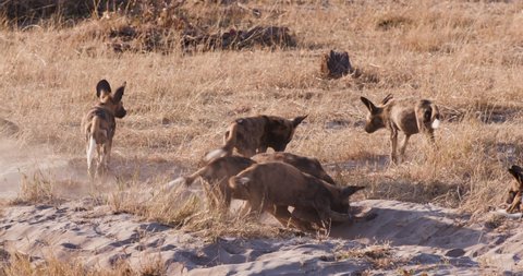 Pack of African wild dog with young pups digging in a vehicle sand track in the Okavango Delta, Botswana