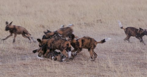Close-up view of a group of African wild dog pups playing and interacting with each other in the Okavango Delta, Botswana