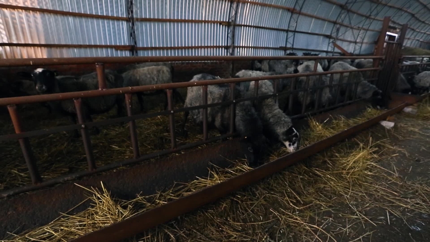 Farm production of livestock. Sheep eat food in the stall closeup view.