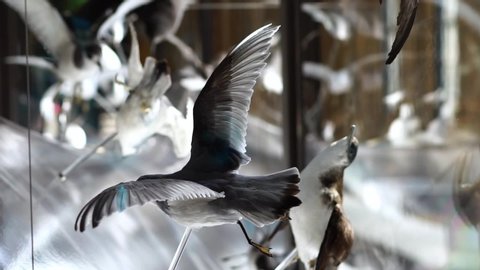 LONDON, ENGLAND - OCTOBER 10, 2019: Display of taxidermy birds in Natural History Museum in London. Concept of science, education, archeology, history, biology, evolution.