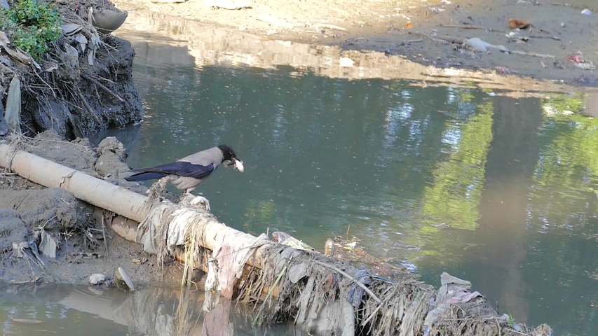 A crow holds a large fish in its beak and flies out of the frame. Slow motion.