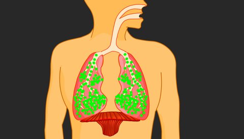 Breathing. Inhalation exhalation Operation of the Respiratory system. Fresh air inflating bronchi in lungs Discharge of polluted air from the body. Movement of the diaphragm.  Medical, education 2D 4K
