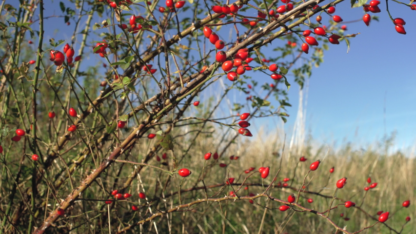Small shrub with red rosehips (Rosa Canina - dog rose - fruits). Used in herbal medicine and as food for being rich in antioxidants and vitamin c Royalty-Free Stock Footage #1038920252