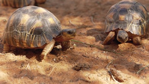Radiated tortoises -  Astrochelys radiata - critically endangered turtle species, endemic to Madagascar, walking on sandy ground