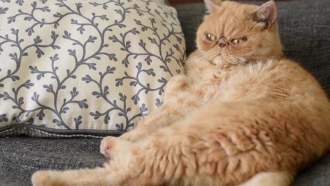 Ginger exotic shorthair cat licking and grooming himself on the coach. Funny grumpy cat