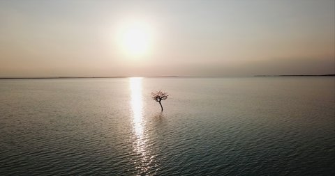 Lone Tree Growing in Middle of Dead Sea
