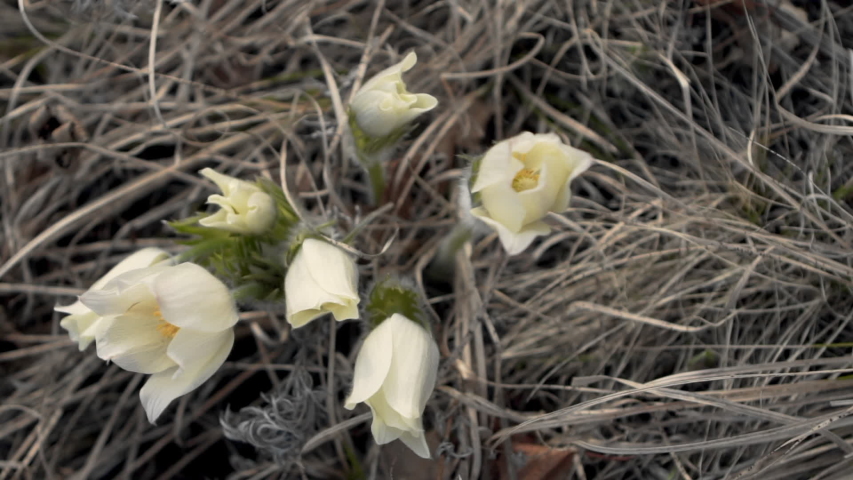 Close-up: Directly above of white flowers growing outdoors - Ulaanbaatar, Mongolia