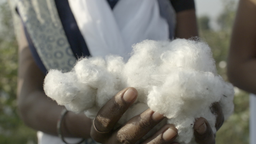 Organic cotton farming. Close up up slo-motion shot of farm workers hands holding picked cotton fibres before processing in textile industry. Royalty-Free Stock Footage #1038935639