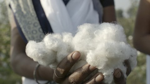 Organic cotton farming. Close up up slo-motion shot of farm workers hands holding picked cotton fibres before processing in textile industry.