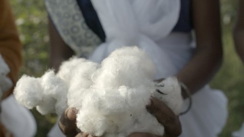 Organic cotton farming. Women worker holds cotton fibres harvested by hand. Fluffy non gmo cotton catches the early morning sun.