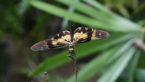 Black and yellow dragonfly on a leaf in Sri Lanka