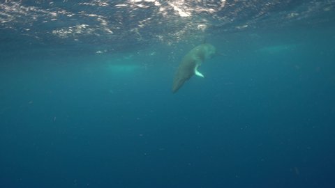 Minke Whale - Great Barrier Reef - Pass by 1