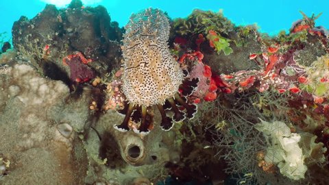 Sea cucumber (Bohadschia graeffei) exploring the reef polyps.