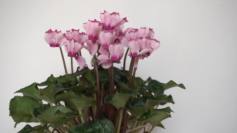 pink cyclamen flowers on white background