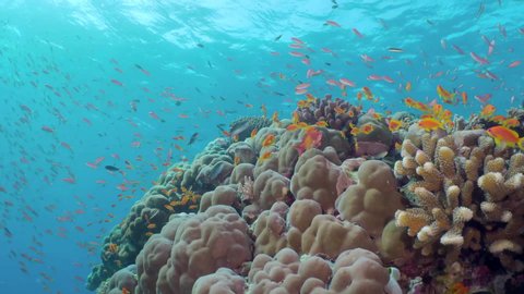 Underwater Scene Coral Reef Tropical Fish Stock Photo (Edit Now) 663666139