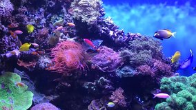 HD tropical fish aquarium footage.