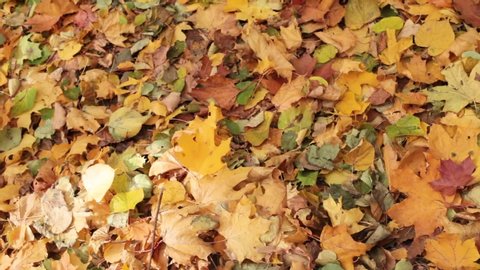 Autumn fallen leaves on the ground. Maple leaves: yellow, red, green, orange.