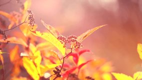 Autumn Landscape, Leaves swinging in a tree in autumnal Park. Fall. Autumn leaf, bright colors. Autumn colorful park. Slow Motion Ultra high definition 3840X2160 4K UHD video footage