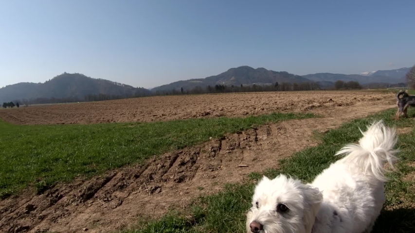 Slow motion small Maltese dog running on farming field