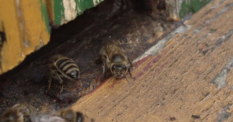 Close up on Bees inside the hive in slow motion
