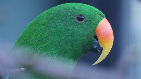 Close up of green eclectus parrot head