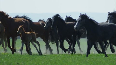 herd of horses speeding through the desert in slow motion