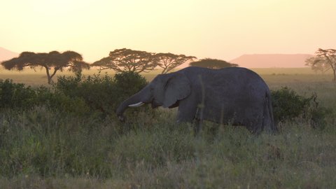 Elephant Eating Leaf and Grass in Savanna After Sunset. Tanzania National Park, Animal in Natural Environment