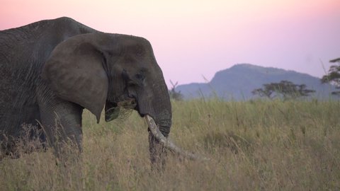 Elephant Eating Grass in Twilight of Savanna, Tanzania Serengeti National Park. Animal in Natural Environment