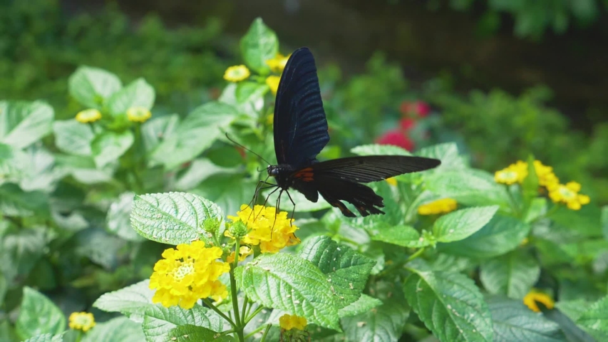 Common mormon butterfly in slow motion on a yellow flower collecting nectar, close up from the left side.