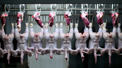 chicken factory process conveyor meat industrial line