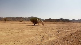 Video of Camel eating from a tree in the desert. 24 frame rate clips