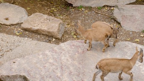 Two Young markhor goat kids playing fighting with their horns in slow motion.