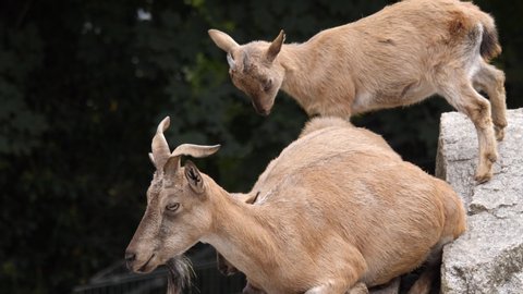 Young markhor goat try to squeeze in between two goats. 
