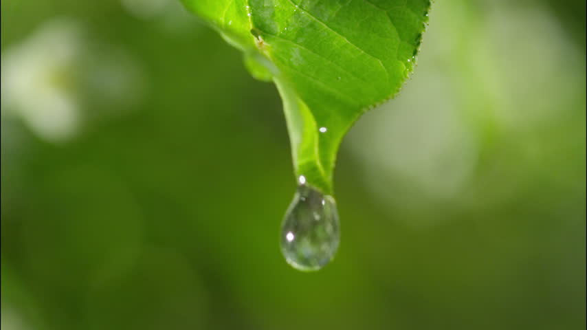 Drop Of Rain Flows Down Arkivvideomateriale 100 Royaltyfritt 10389614 Shutterstock