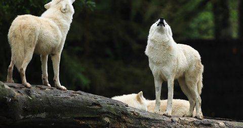 Howling of a Artic wolf family in the forest during the autumn