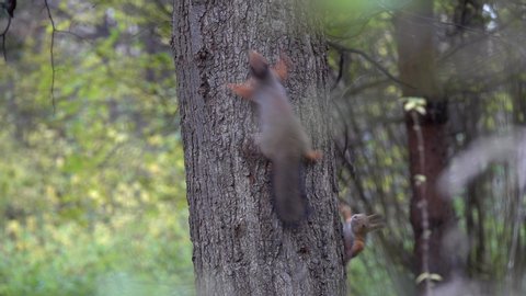 Two Red Squirrels (Sciurus vulgaris) chasing each other on a tree trunk
