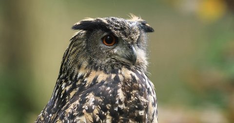 Portrait of a Eurasian Eagle-Owl in the forest